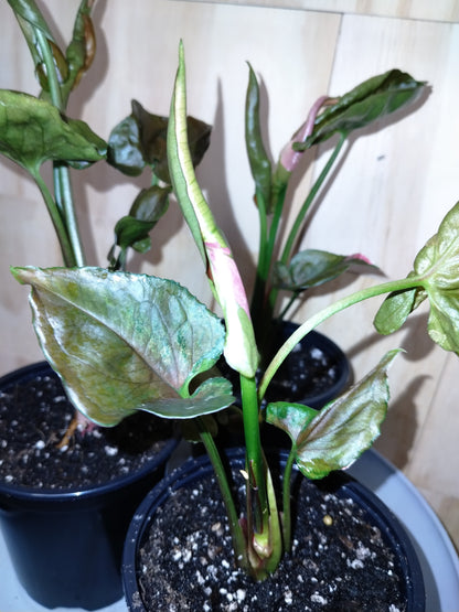 Syngonium ‘Strawberry Ice’