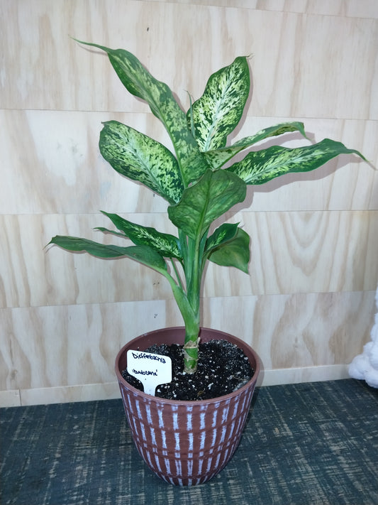 dieffenbachia