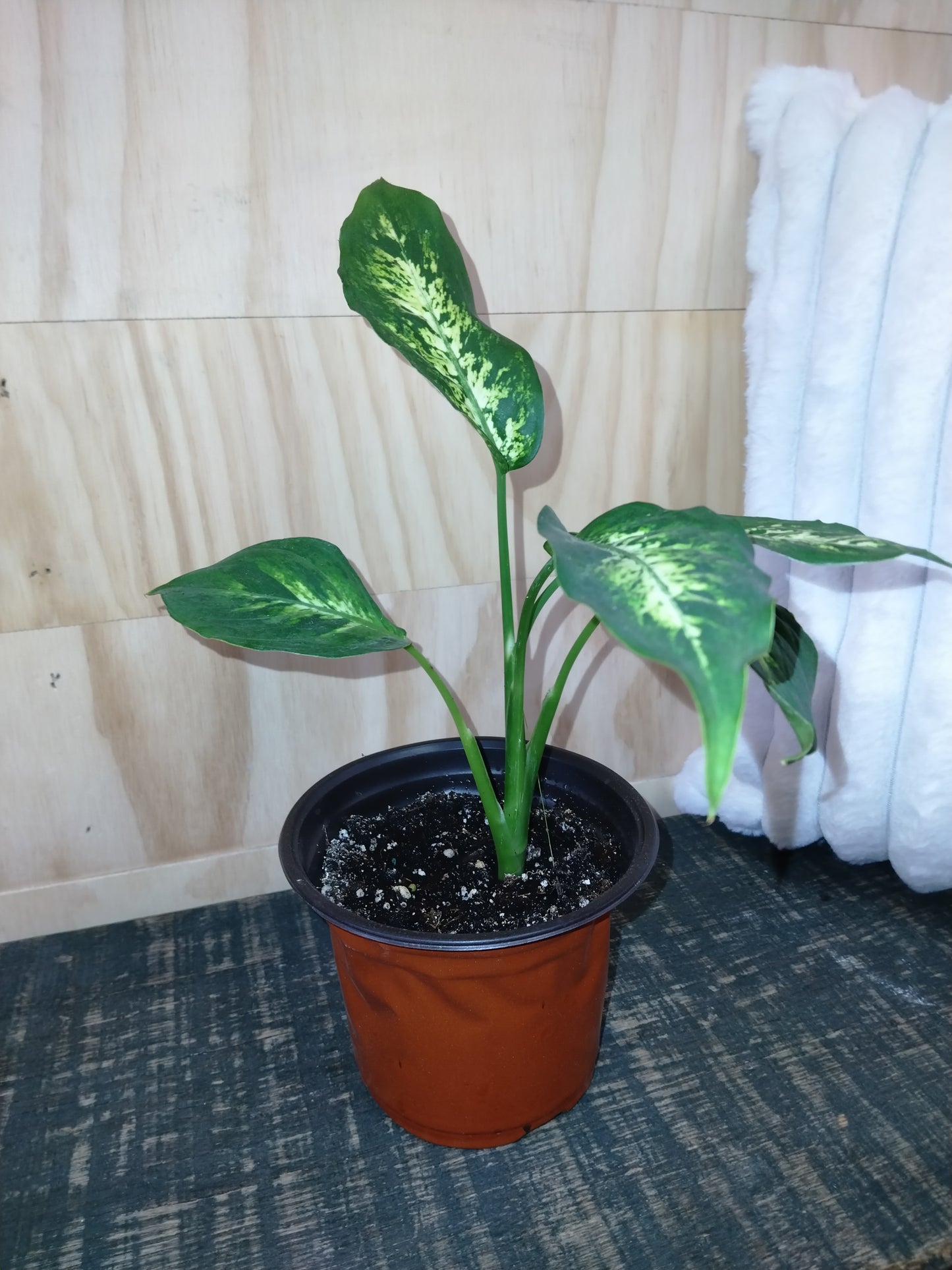 dieffenbachia