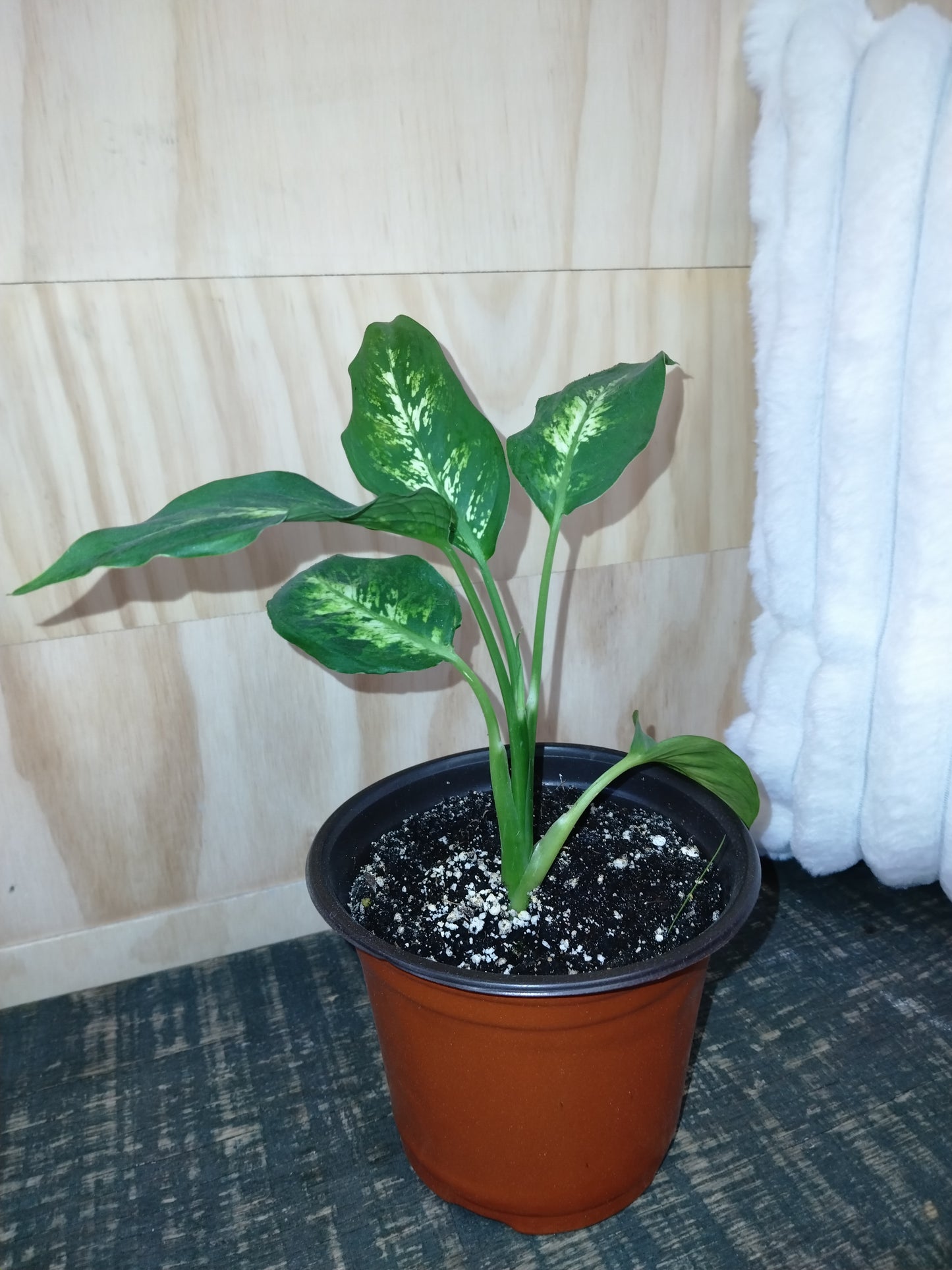 dieffenbachia