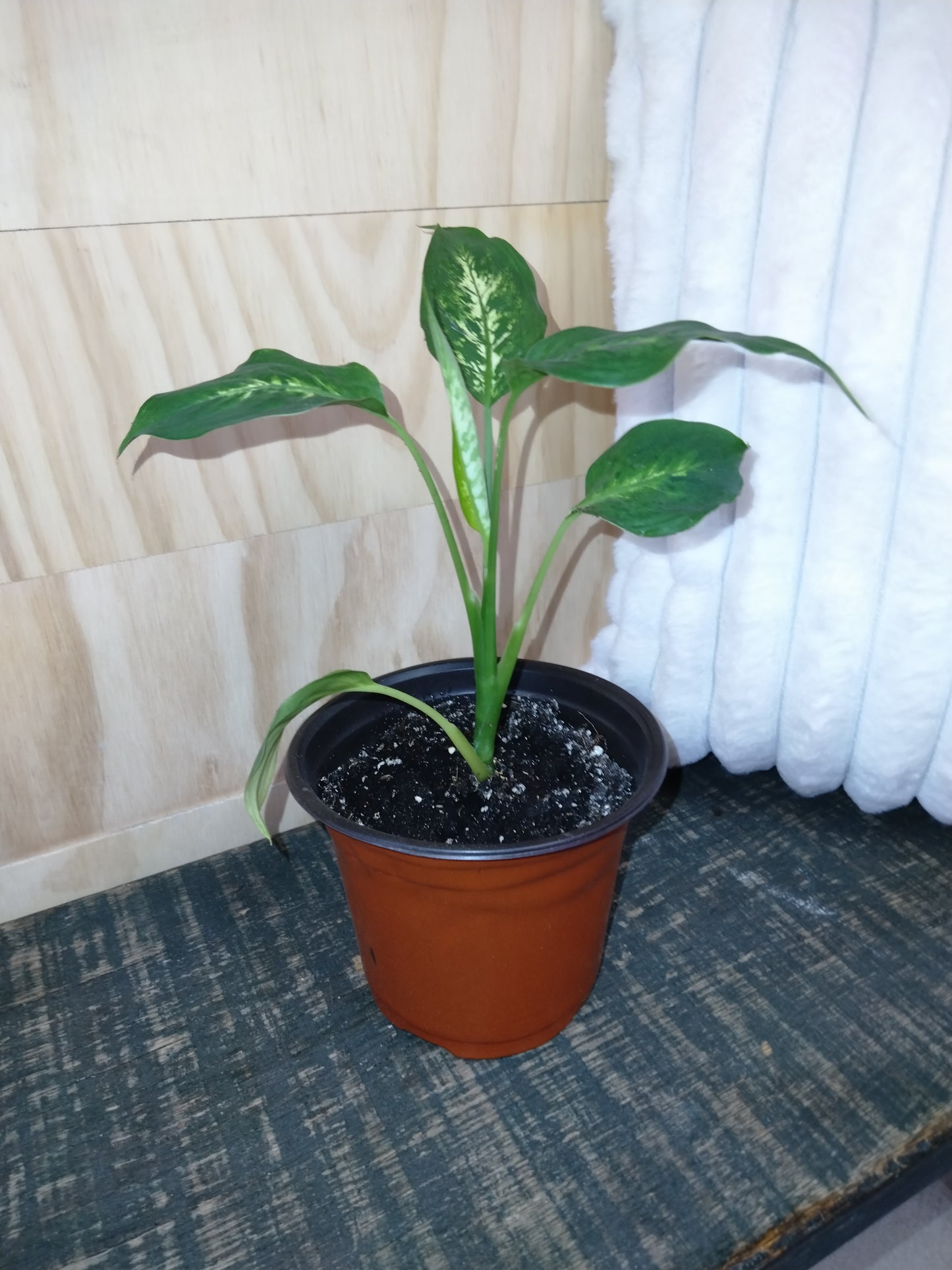 dieffenbachia