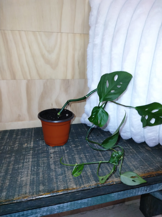 Monstera Adansonii