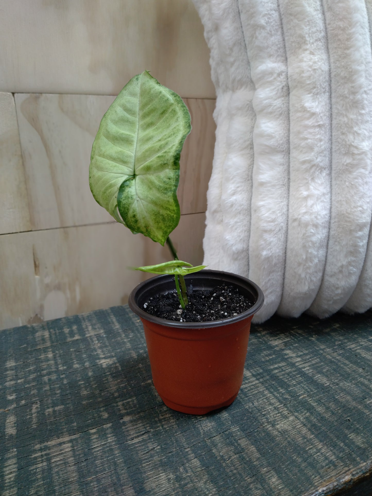Syngonium White Butterfly