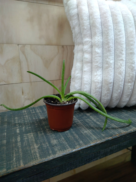 Aloe
