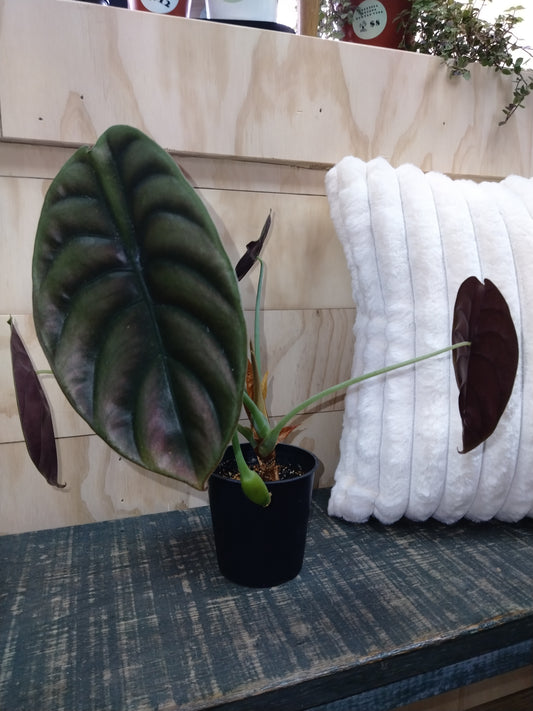 Alocasia Red Secret