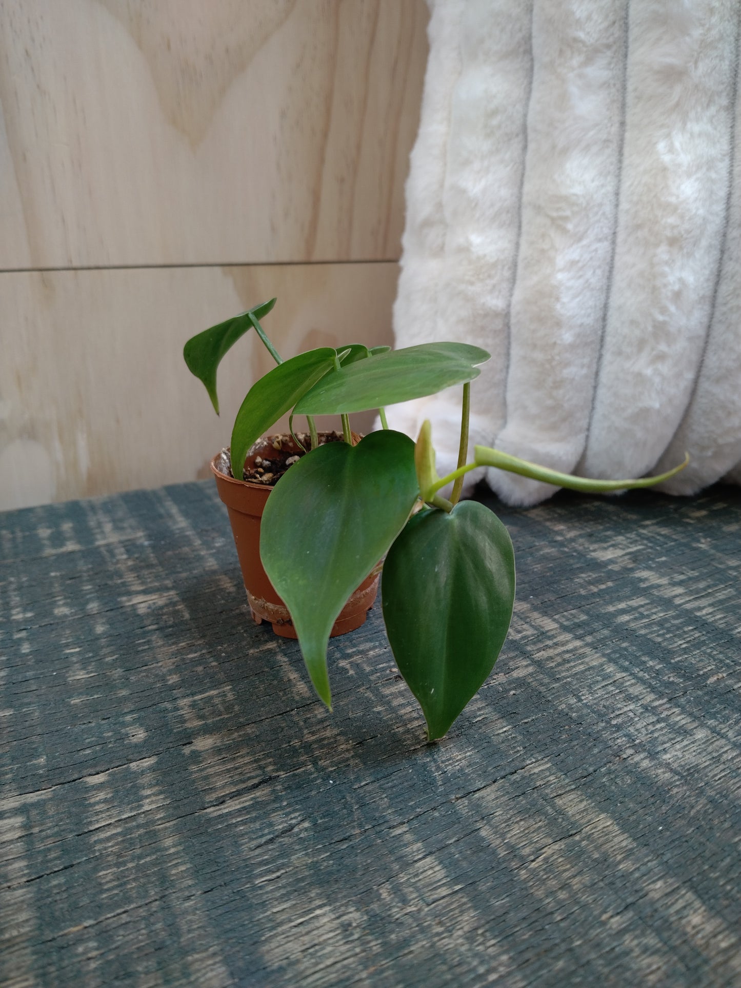 Heart Leaf Philodendron