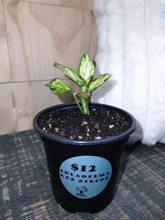 Aglaonema Red Zircon