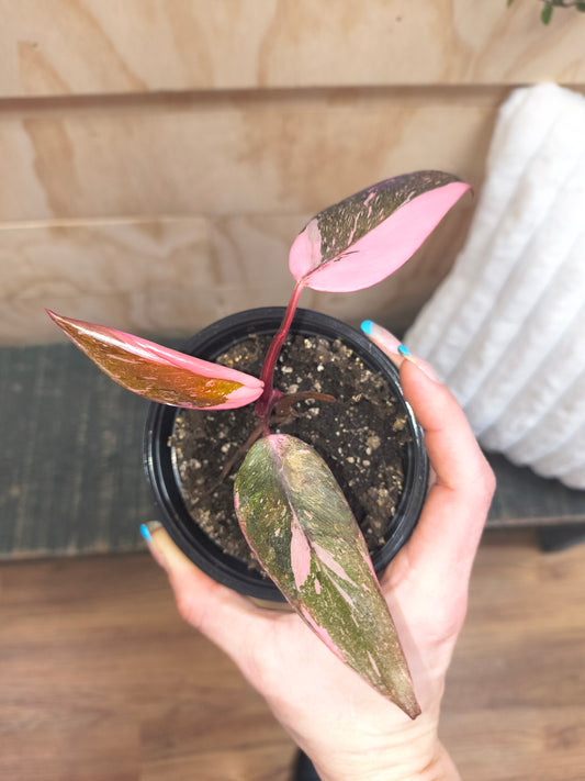 Philodendron Pink princess marble