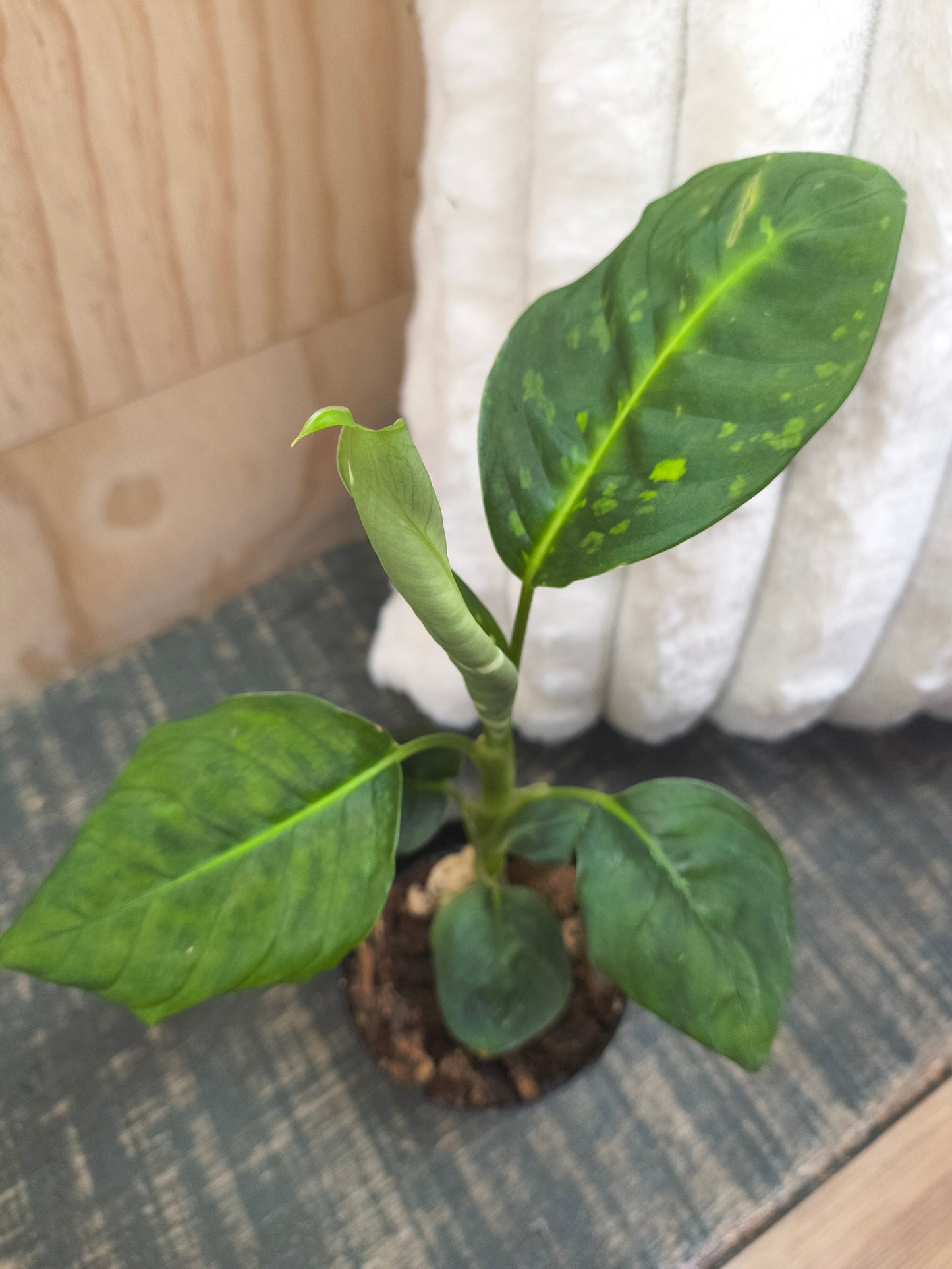 Dieffenbachia reflector