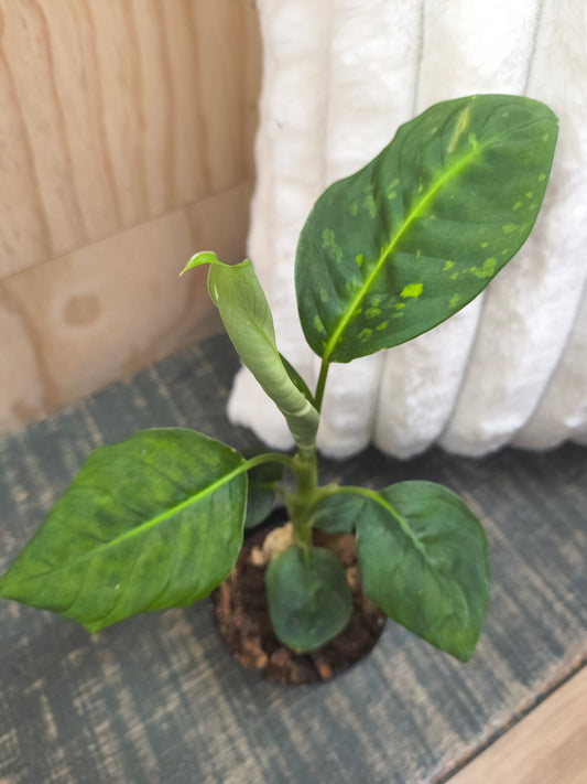 Dieffenbachia reflector