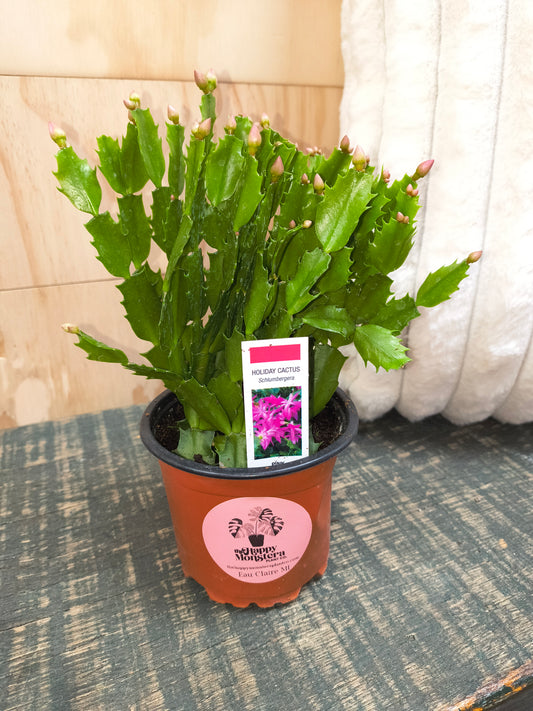 Holiday cactus