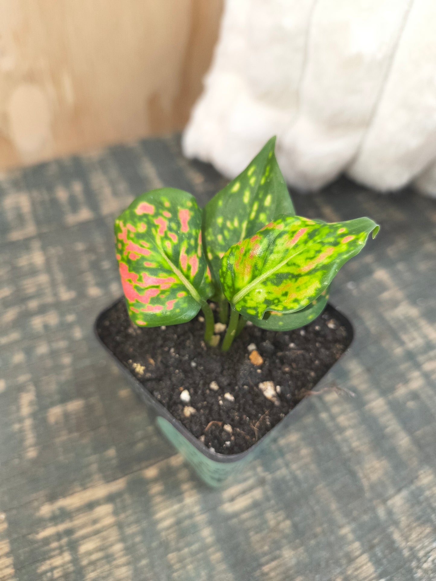 Aglaonema lady valentine