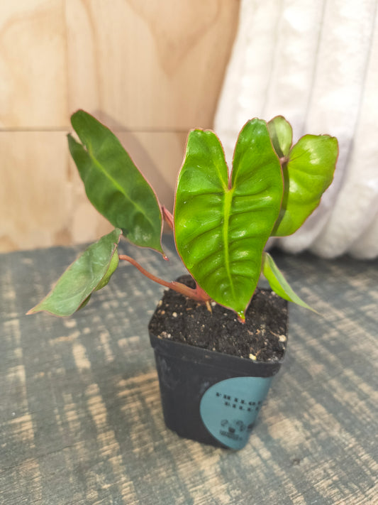 Philodendron Billietiae