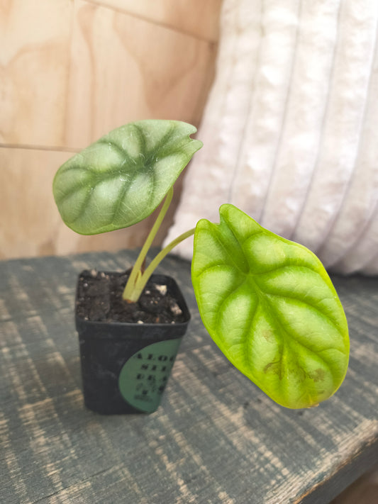 Alocasia Silver Dragon