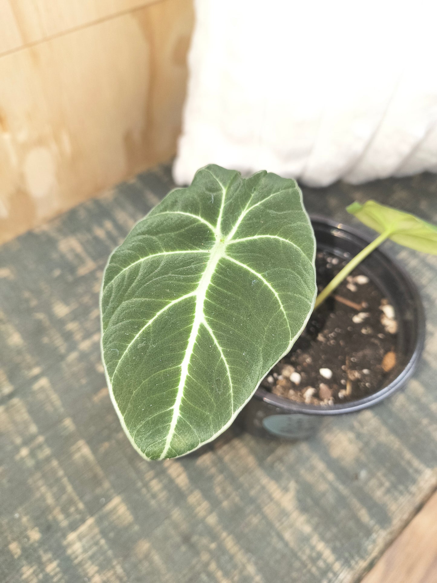 Alocasia Black Velvet