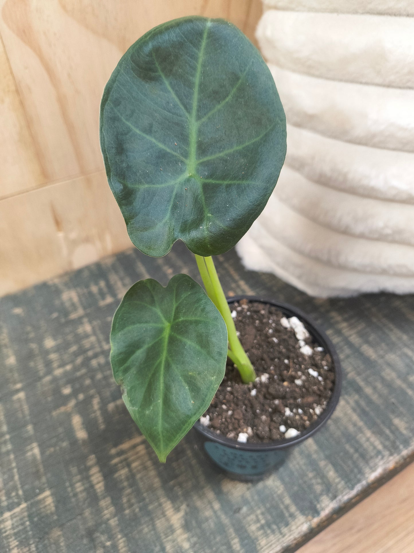 alocasia Regal Shield