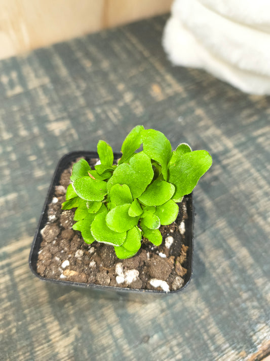 Netherlands Staghorn Fern