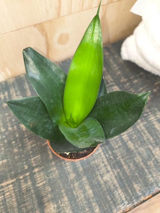 Sansevieria Black