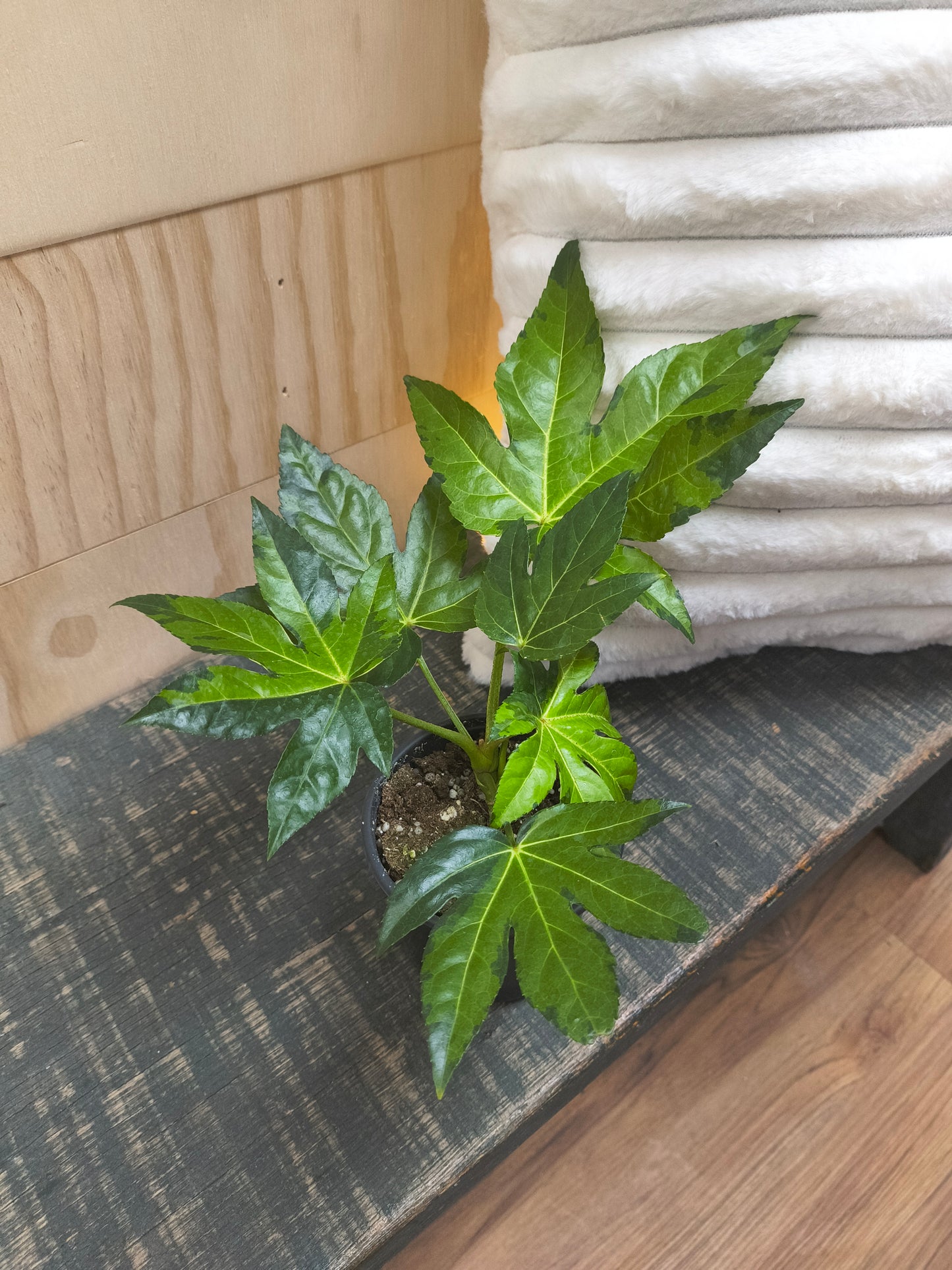 fatsia japonica varigata camouflage