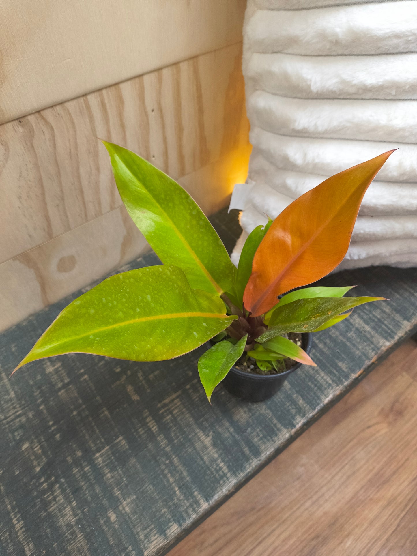philodendron prince of orange