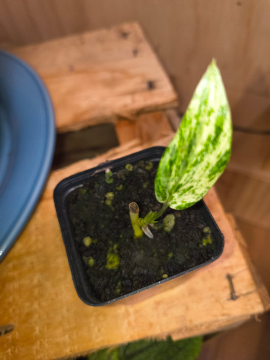 Amydrium Zippelianum Variegated