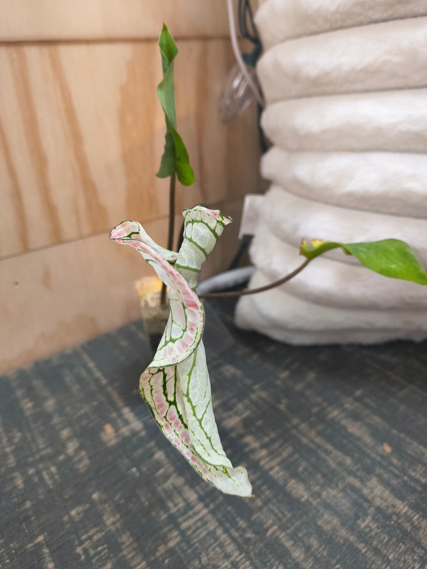 Caladium Wayang bicolor