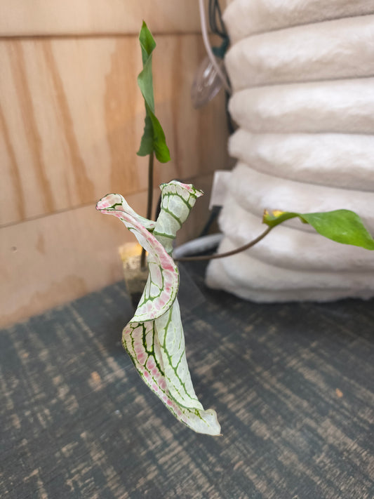 Caladium Wayang bicolor