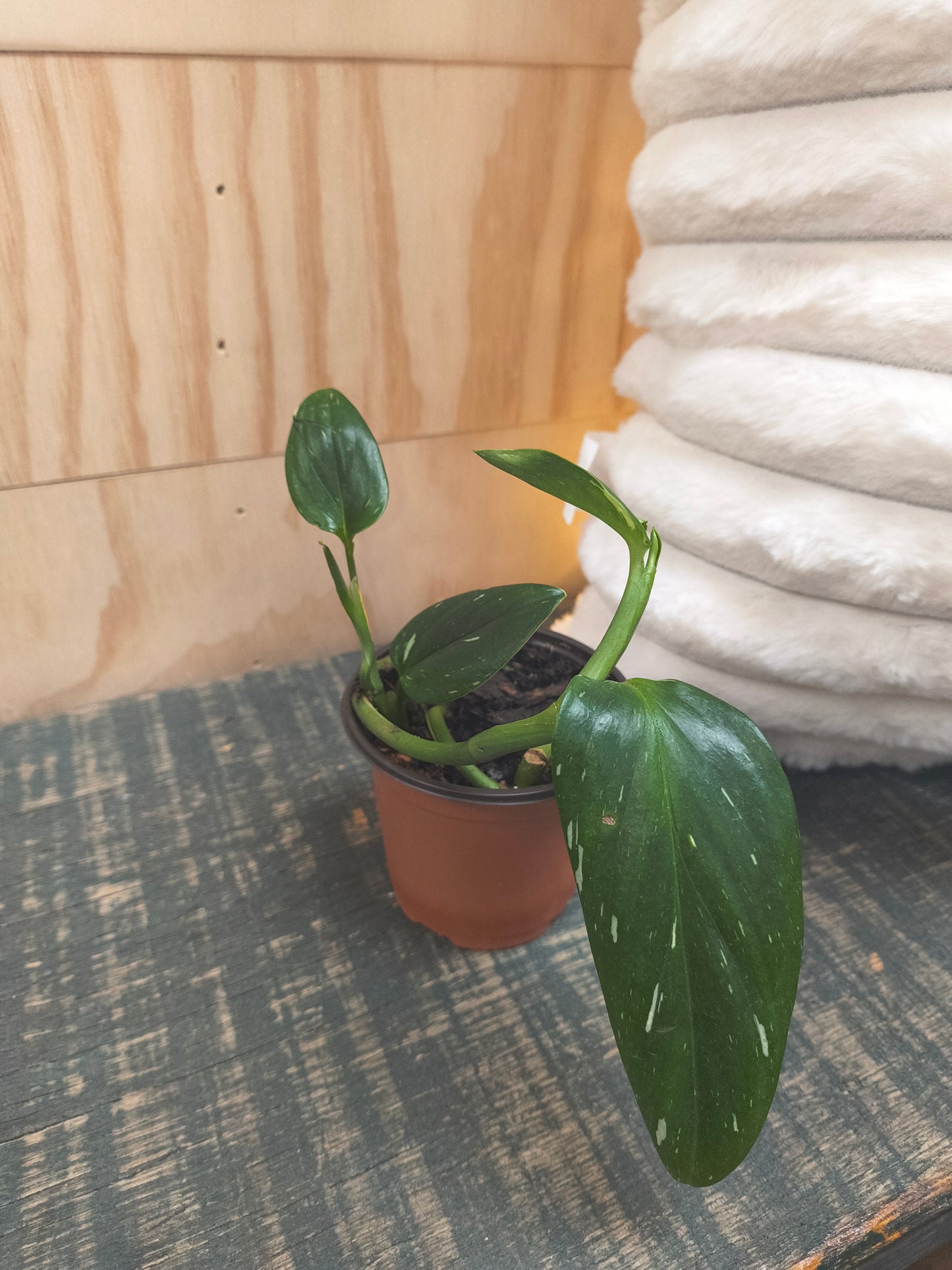 Monstera Cobra- Albo Variegata