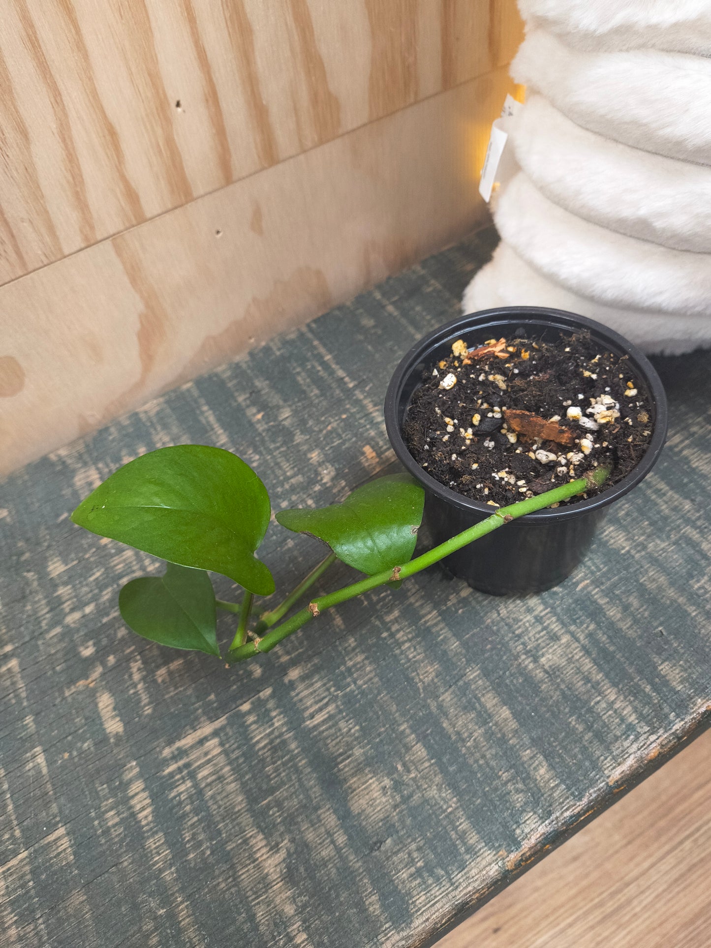 Jade Pothos