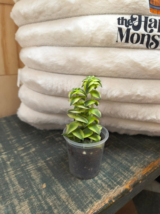 Jade Necklace Crassula