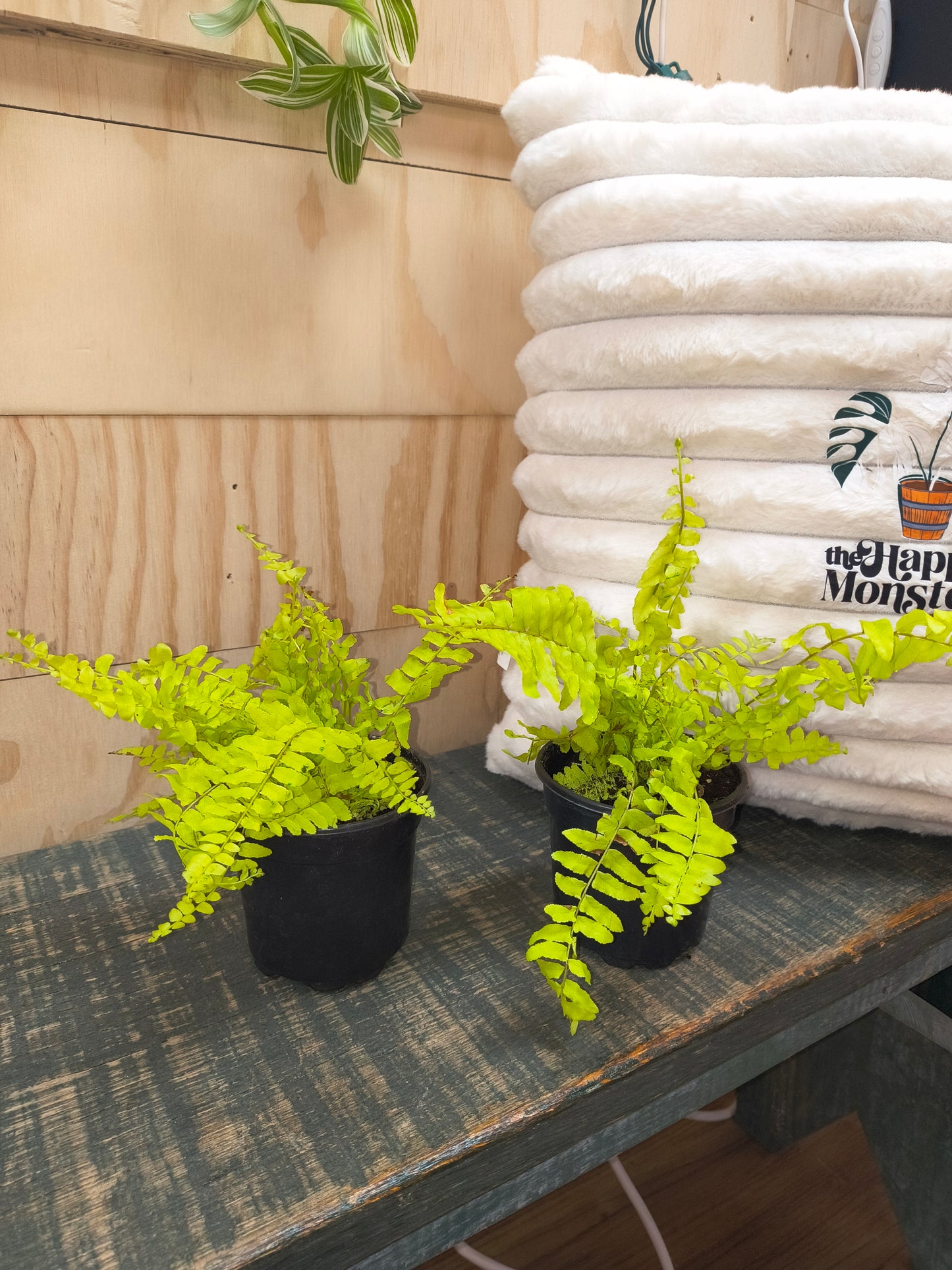 Boston Fern "Rita's Gold"