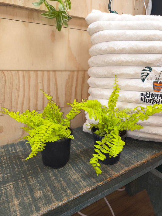 Boston Fern "Rita's Gold"