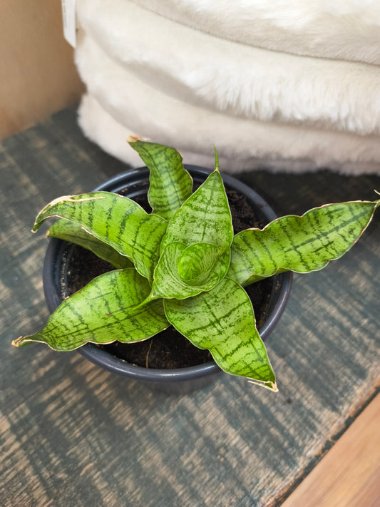 Sansevieria Himalayan White