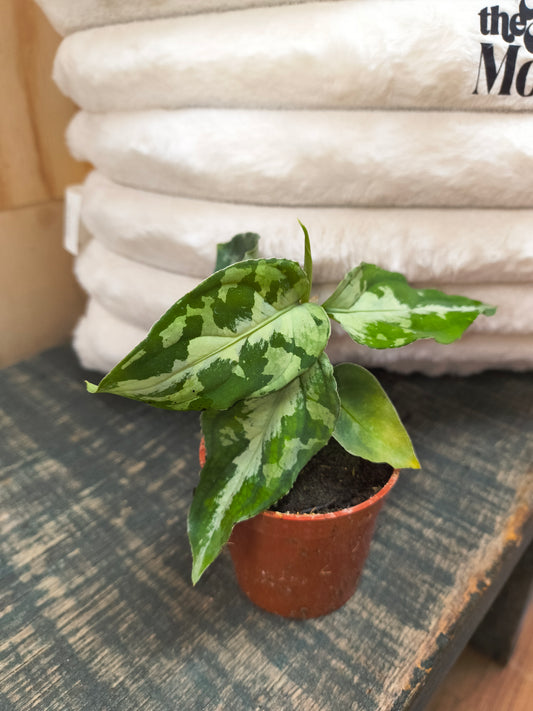 Aglanoema Pictum Peacock Tricolor