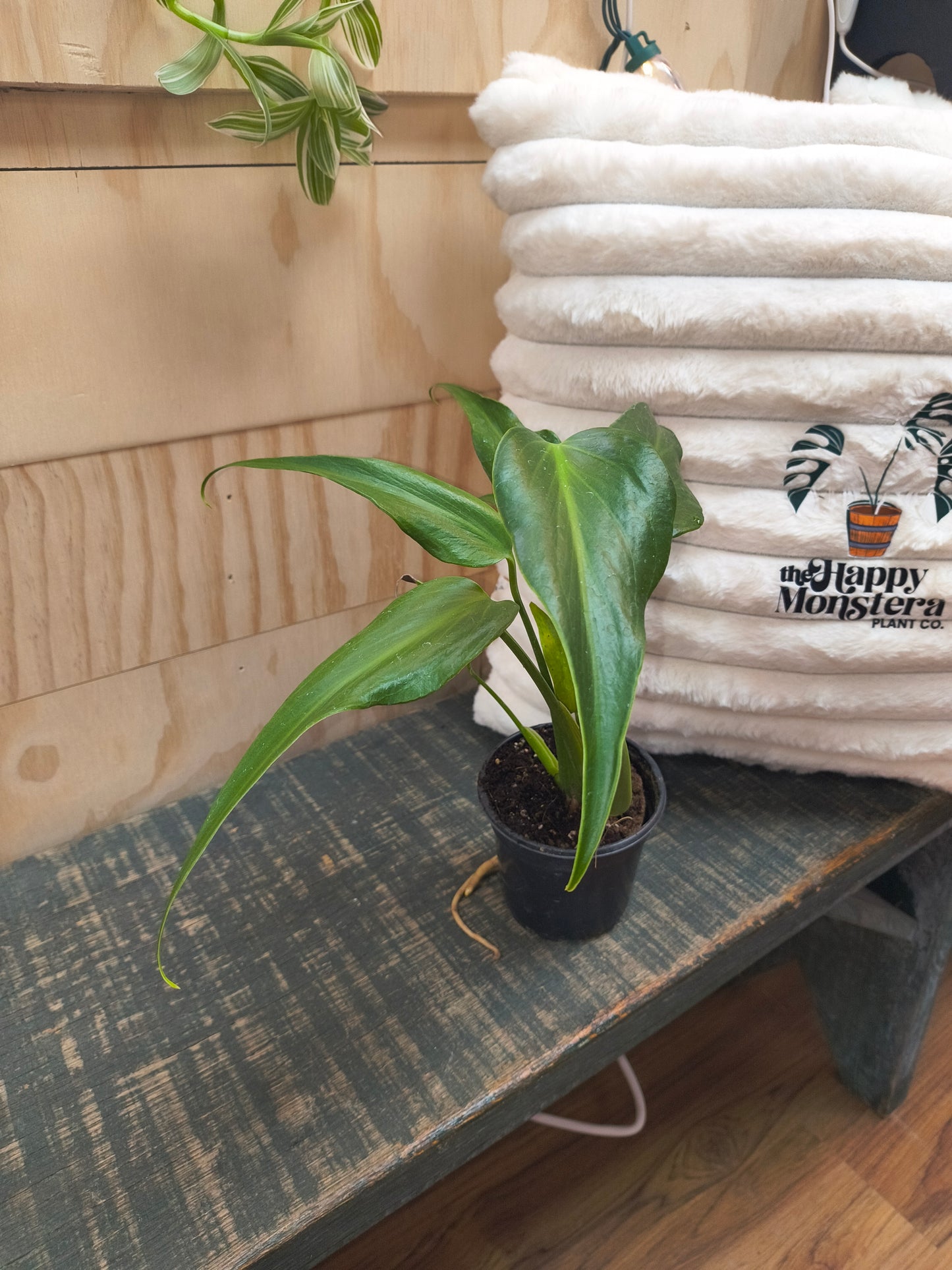 Monstera Burle Marx Flame