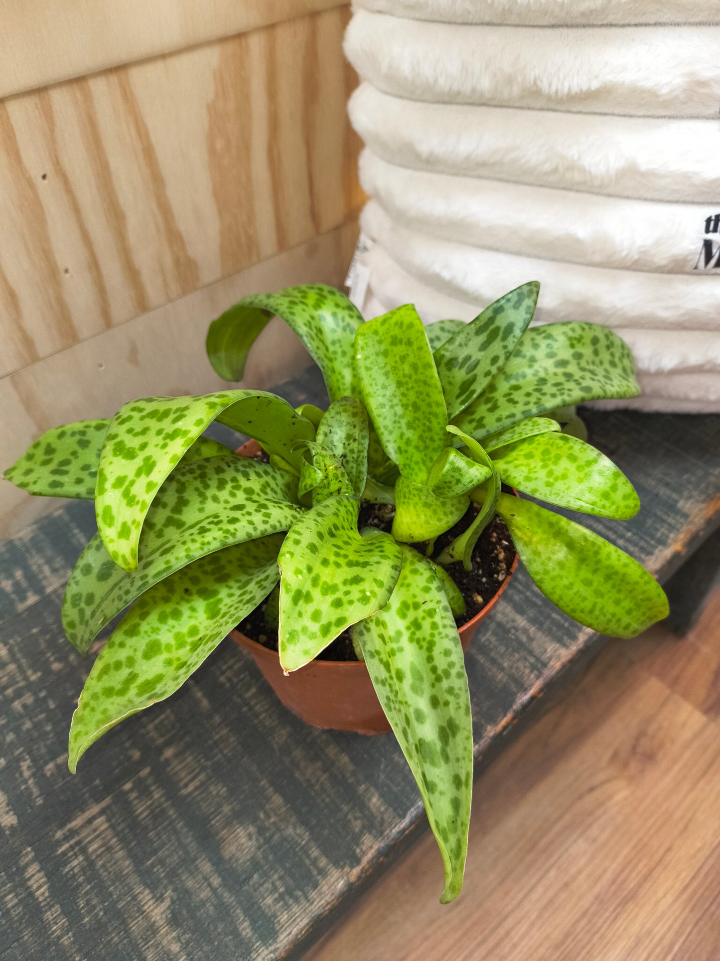 Variegated Resnova Humifusa