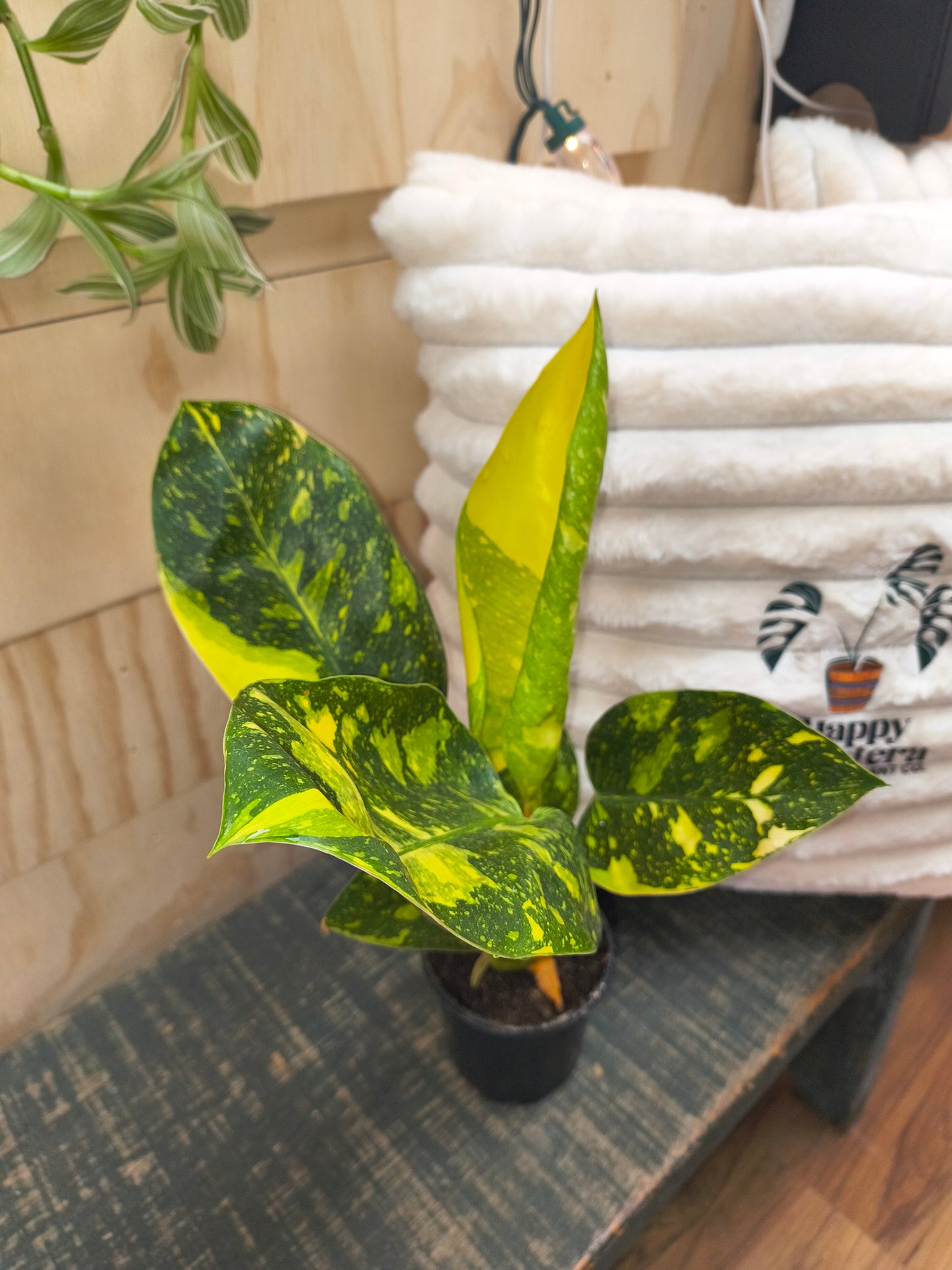 Philodendron Green Congo Nuclear Variegated