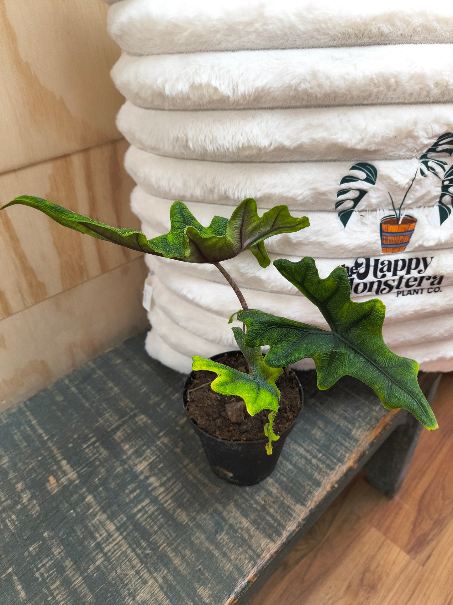 Alocasia Jacklyn