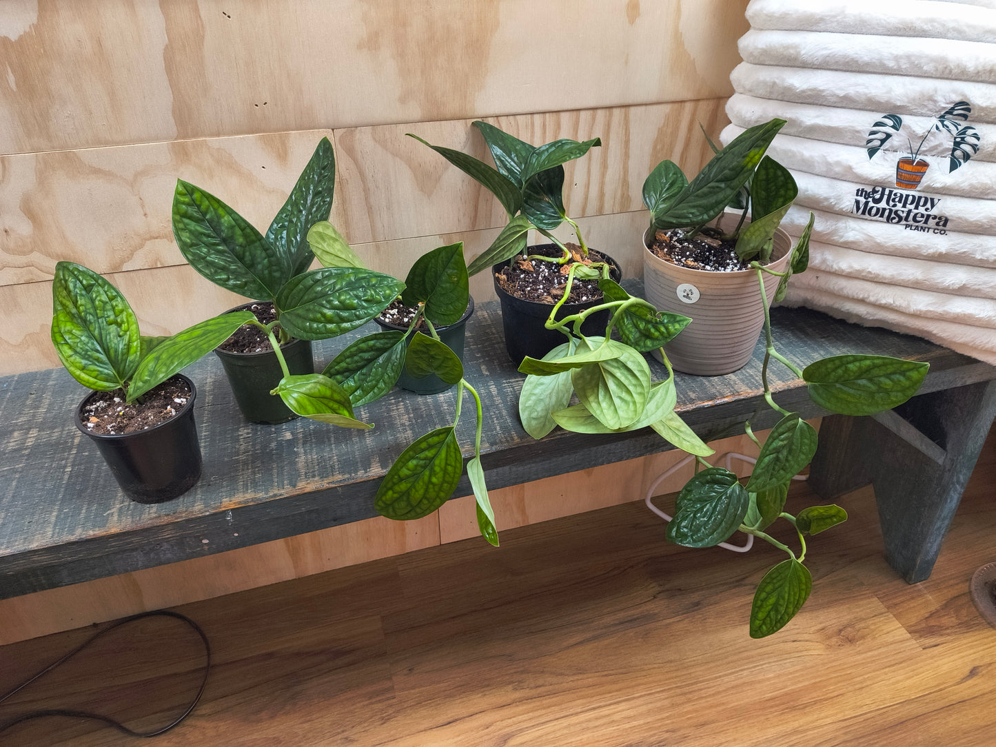 Monstera Peru