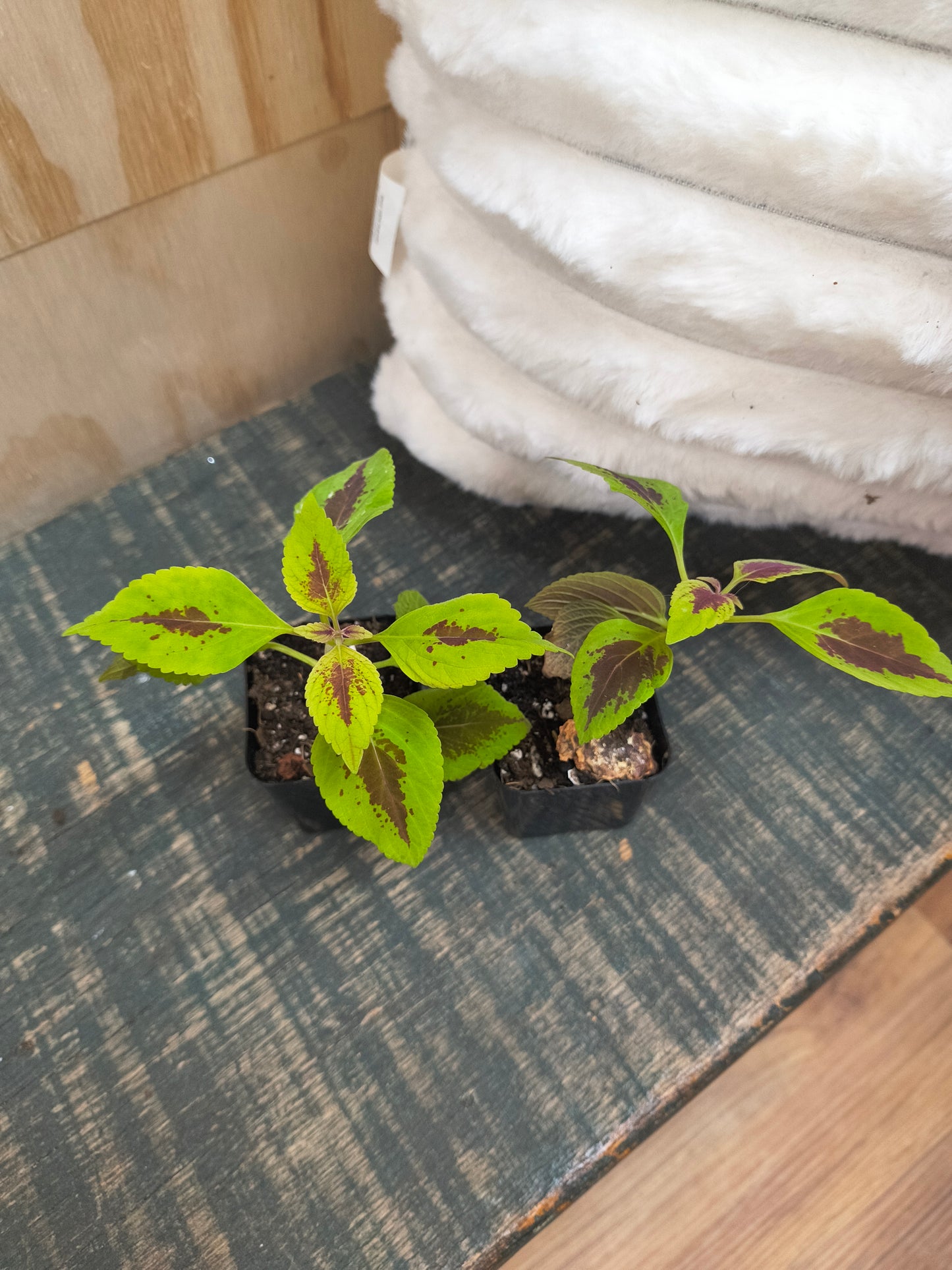 Coleus
