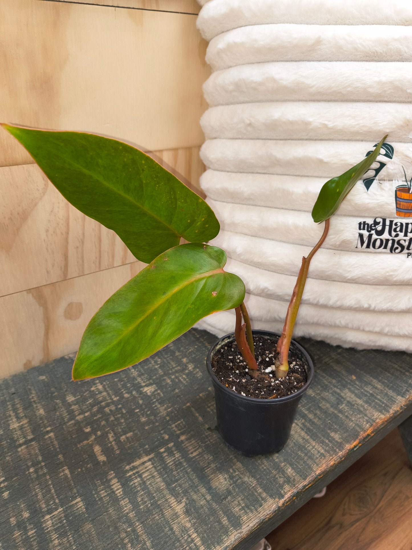 Philodendron Pained Lady