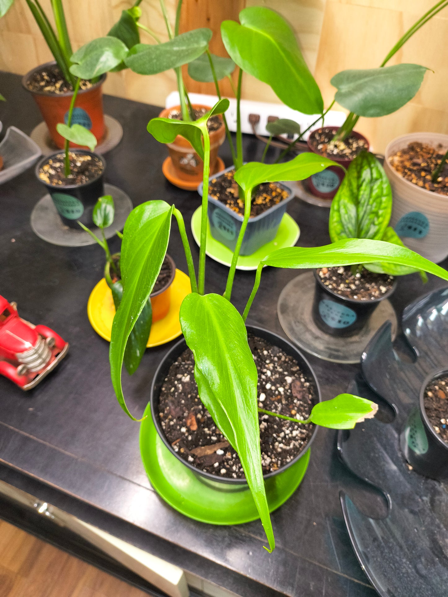 Monstera Burle Marx Flame