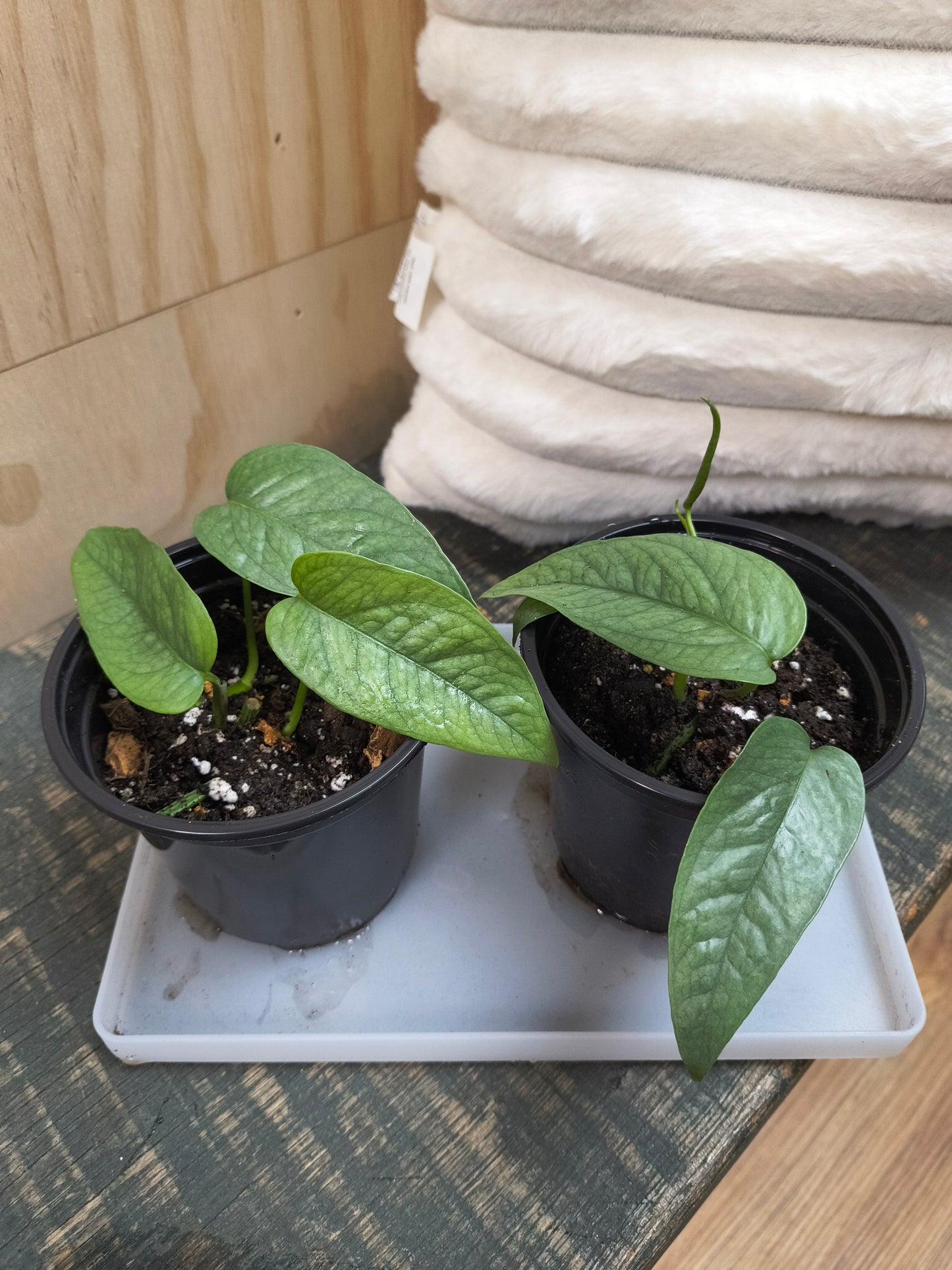 Cebu blue pothos
