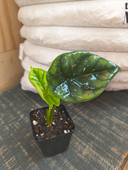 Alocasia Quilted Dreams