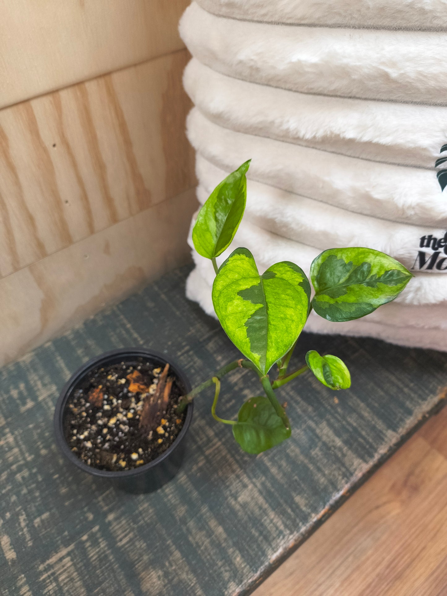 Monet Sol Pothos