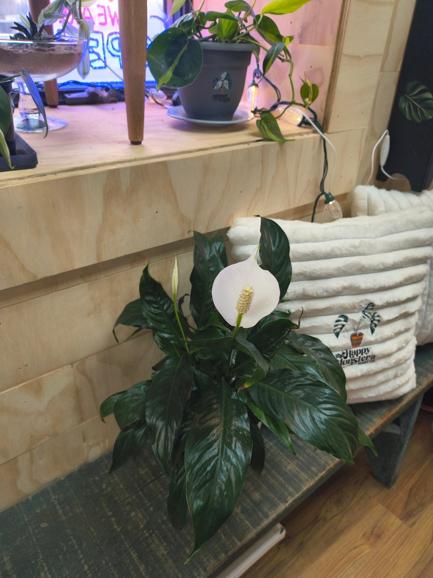 Peace Lily