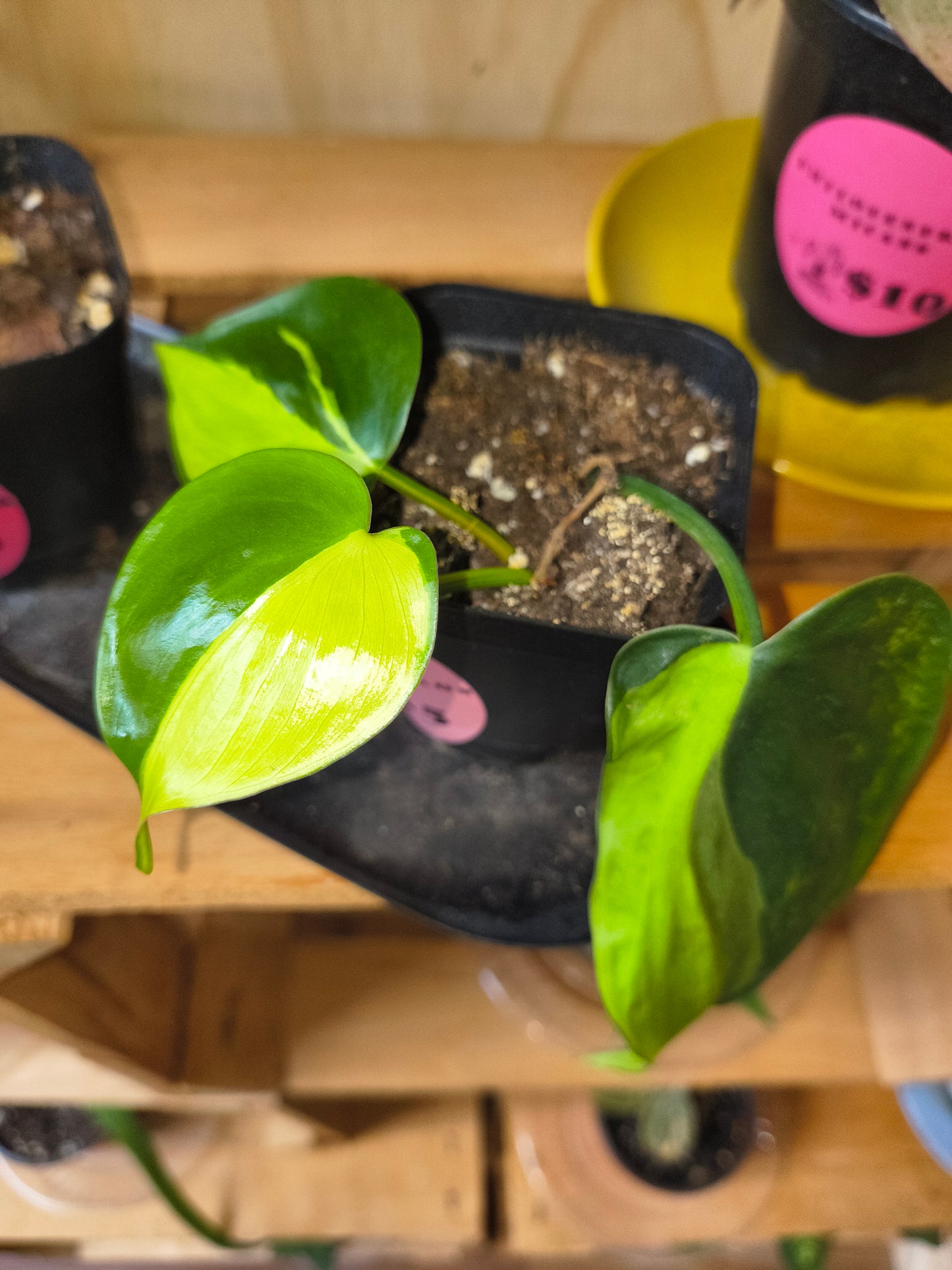 Philodendron Brazil