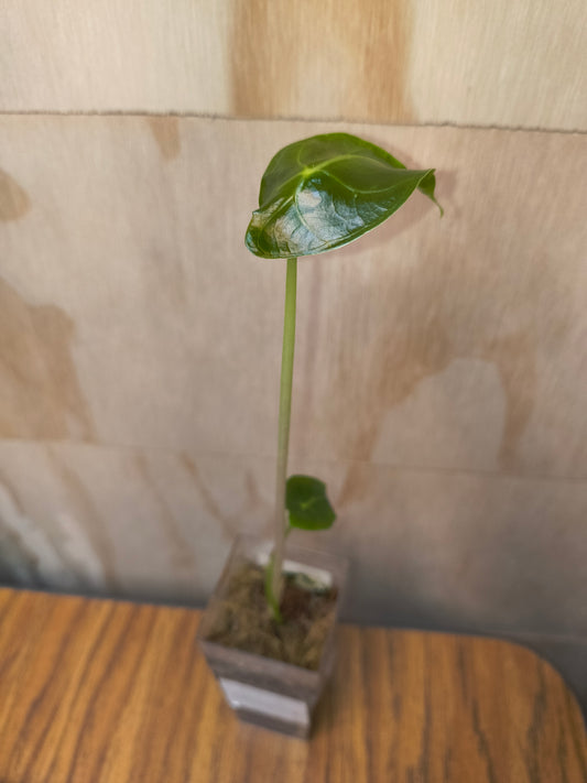 Alocasia longiloba suhirmaniana Purple