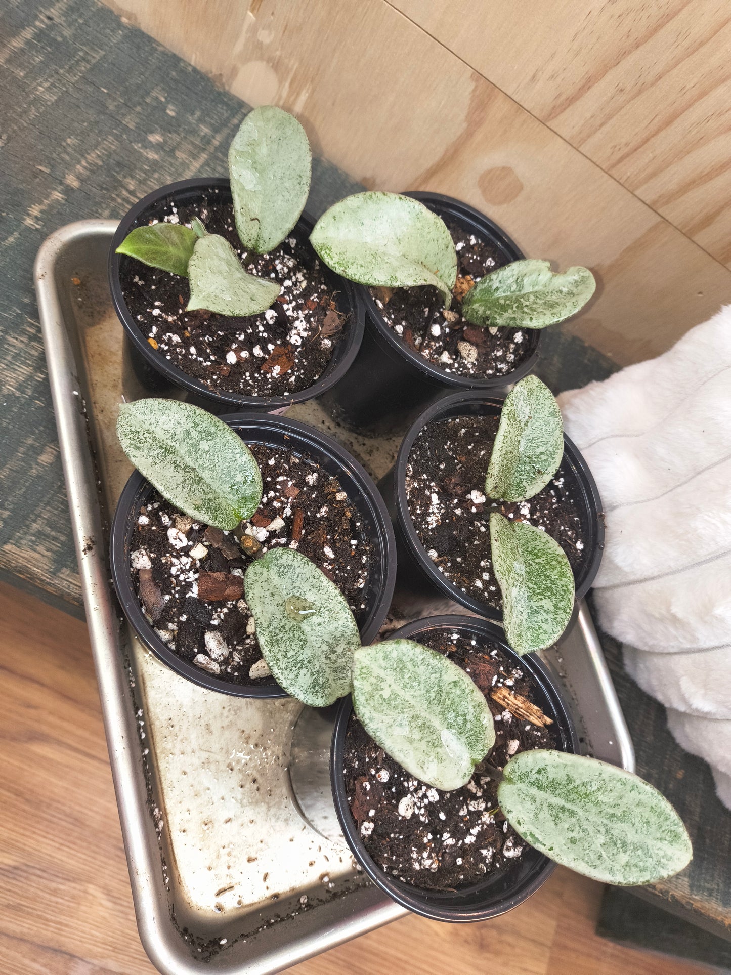 Hoya Nova Ghost
