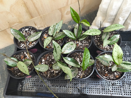 Hoya Wilbur Graves Russia